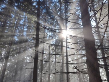 Güneşli bir günde güzel bir kış ormanı
