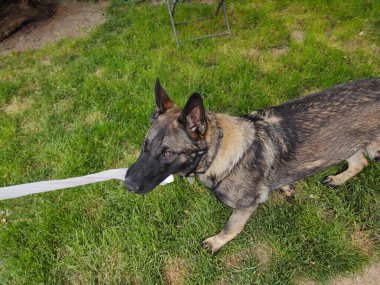 Ağzında beyaz bez olan Alman çoban köpeği.