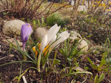 Bahçede bahar çiçekleri