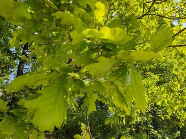 Ormandaki ağaçta yeşil yapraklar