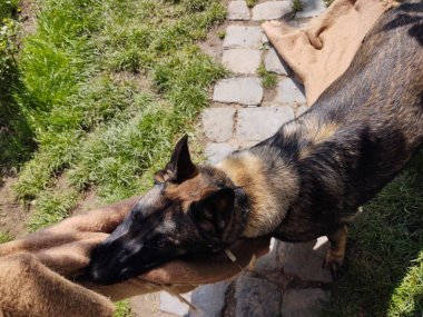 Alman çoban köpeği bahçede kumaşla oynuyor.