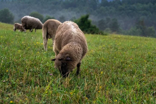 Dağ Çayırlarında Otlayan Koyun Sürüsü — Stok fotoğraf
