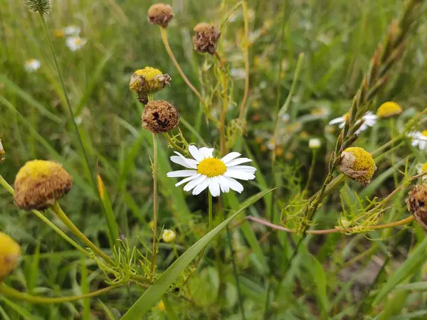 Lindas Flores Campo Verde — Fotografia de Stock