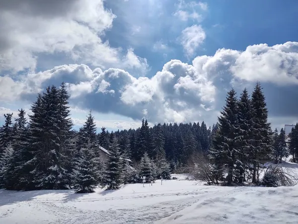 Vackra Vinterlandskap Med Skog — Stockfoto