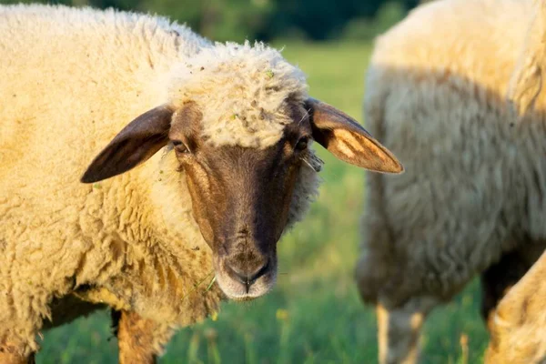 Herd Sheeps Grazing Mountain Meadow — Stock Photo, Image