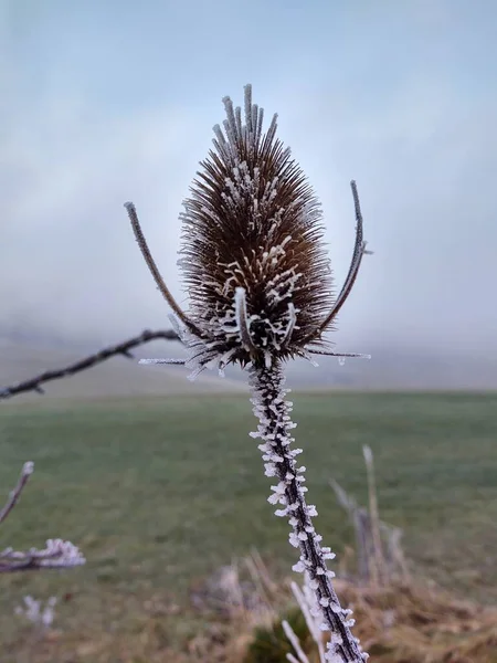 Planta Congelada Temporada Invierno —  Fotos de Stock