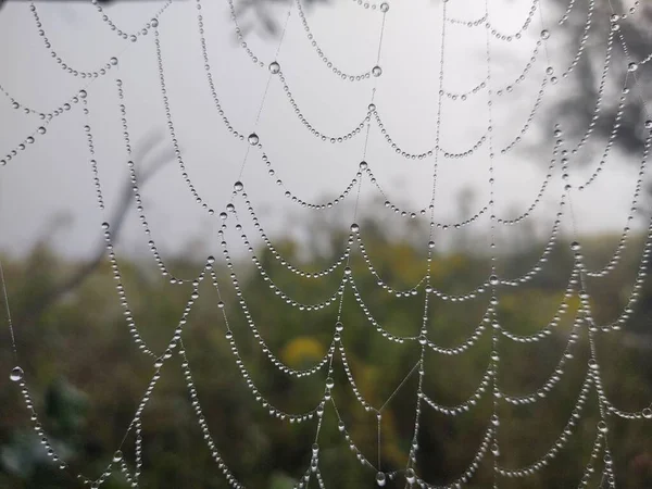 Primer Plano Telaraña Bosque — Foto de Stock