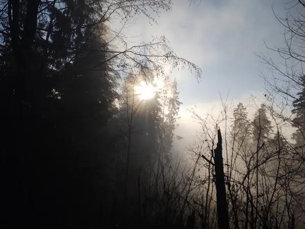 Hermoso Bosque Misterioso Con Niebla — Foto de Stock