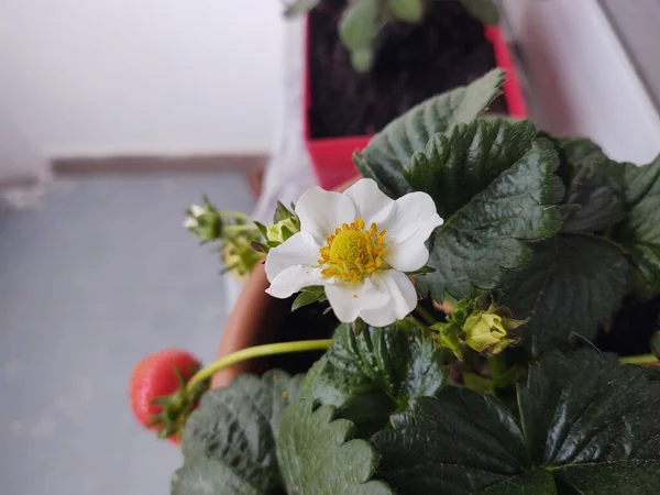 Belles Fleurs Pot Maison — Photo