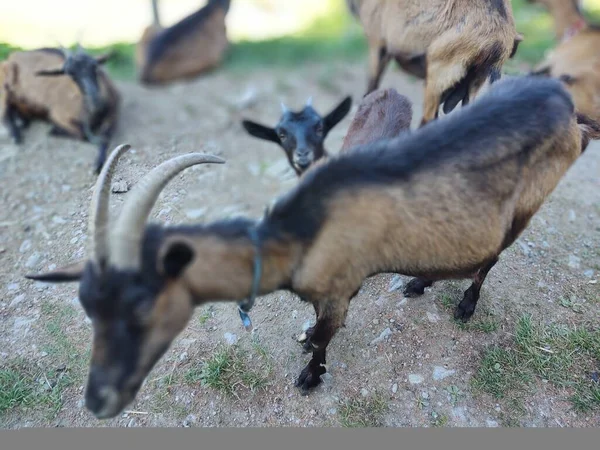 Grupo Cabras Pastando Montanhas — Fotografia de Stock