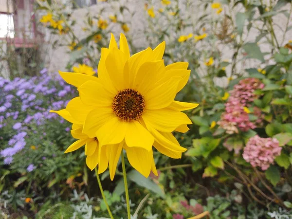 绿色花园里的黄色花朵 — 图库照片