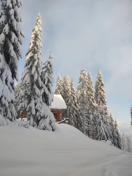 Schöner Verschneiter Wald Mit Holzhaus Winter — Stockfoto