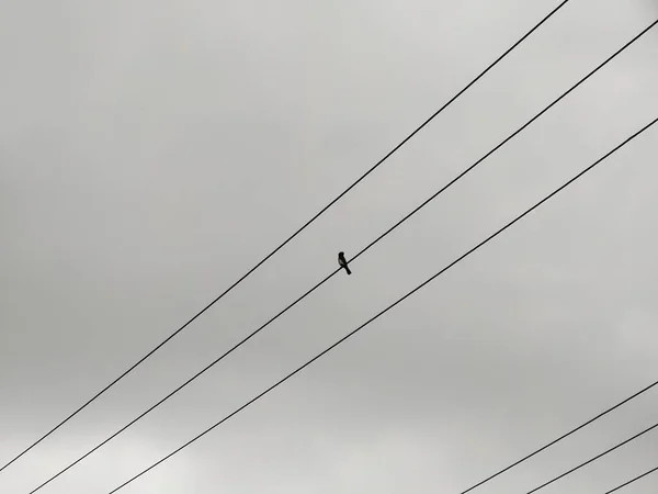 Uccello Seduto Linee Elettriche Sfondo Cielo Grigio — Foto Stock
