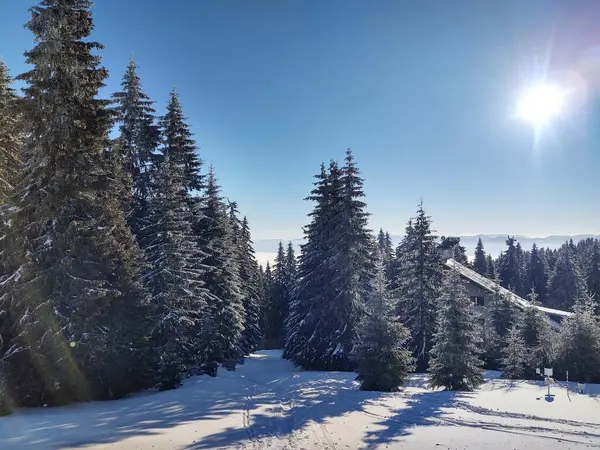 Красивый Горный Зимний Пейзаж Лесом — стоковое фото