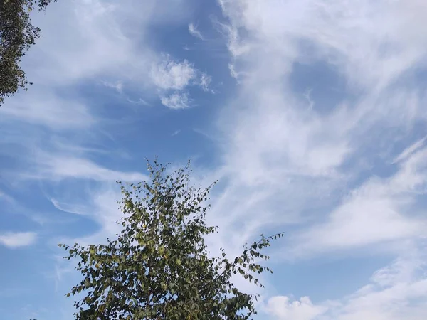 Green Trees Sky Background — Stock Photo, Image