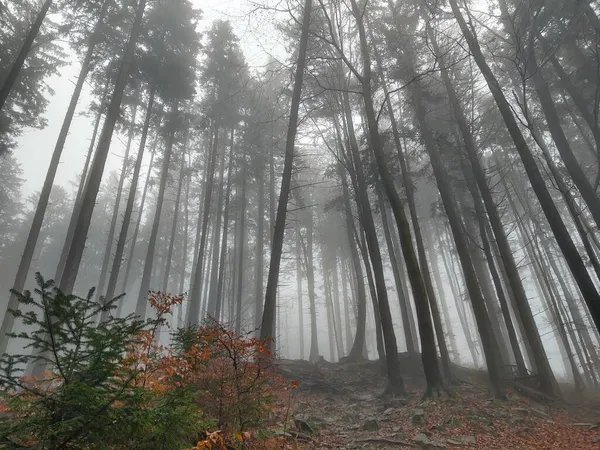Misterio Bosque Otoño Tiempo Niebla —  Fotos de Stock