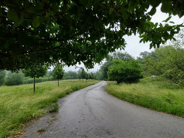 Route Asphaltée Forêt Montagne — Photo