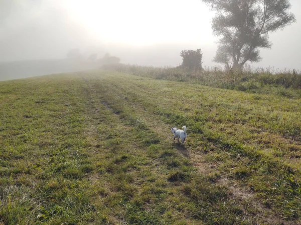 Hermoso Paisaje Con Campo Mañana Brumosa — Foto de Stock