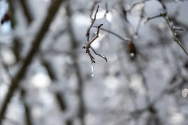 Primo Piano Dei Rami Degli Alberi Con Ghiaccioli — Foto Stock