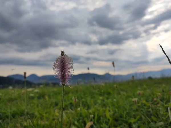 緑の野の花のクローズアップ — ストック写真