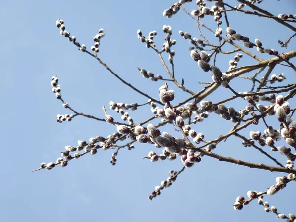 蓝天背景上的树枝 — 图库照片