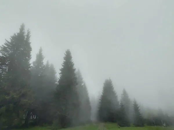 Nebeliger Morgen Bergwald — Stockfoto