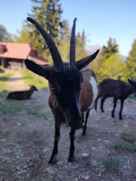 Group Goats Grazing Mountains — Stock Photo, Image