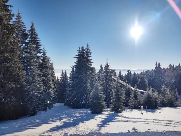 Hermoso Paisaje Invierno Montaña Con Bosque —  Fotos de Stock