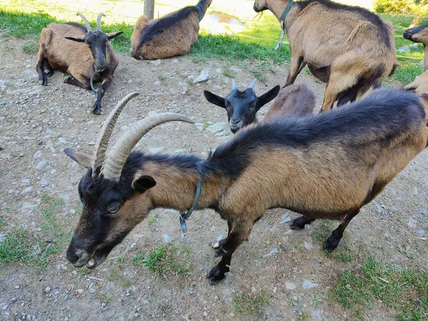 Grupo Cabras Pastando Las Montañas —  Fotos de Stock