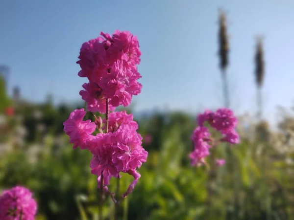 自然を背景にした庭の美しいピンクの花 — ストック写真