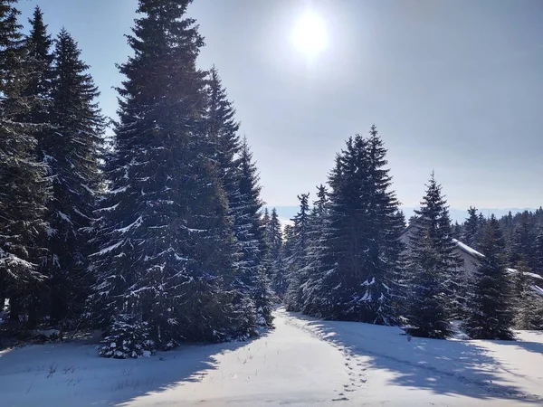 Hermoso Bosque Invierno Día Soleado — Foto de Stock