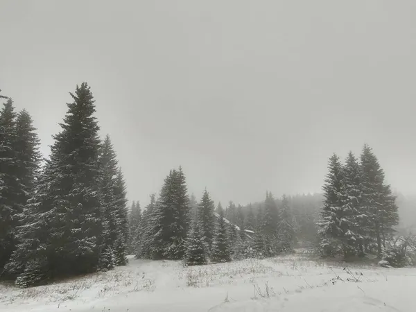 雪のある美しい冬の森 — ストック写真