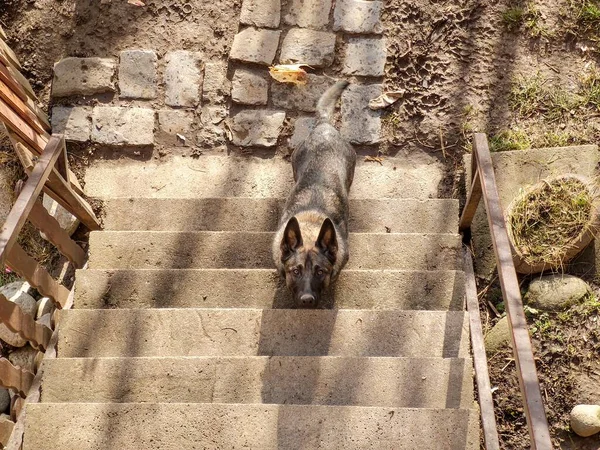 Hund Auf Treppe Bei Sonnigem Tag — Stockfoto