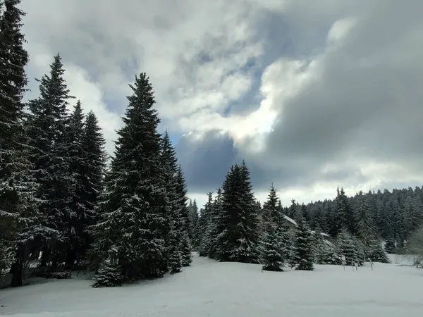 Hermoso Paisaje Montaña Con Bosque Temporada Invierno —  Fotos de Stock