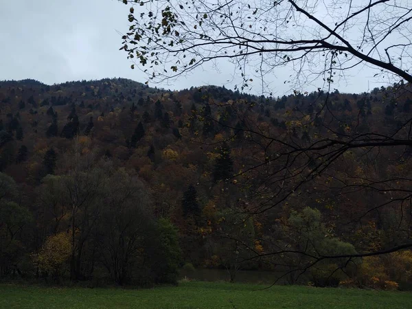 Bella Foresta Montagna Con Alberi Colorati Nella Stagione Autunnale — Foto Stock