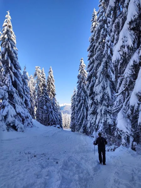 Пешеходная Прогулка Дороге Снежном Зимнем Лесу — стоковое фото