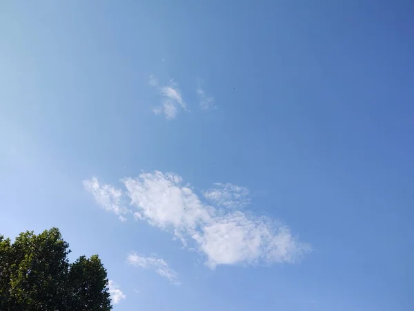 多云的天空背景上的绿树 — 图库照片