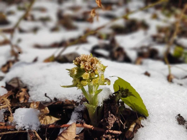 Piękne Kwiaty Pod Śniegiem Lesie — Zdjęcie stockowe