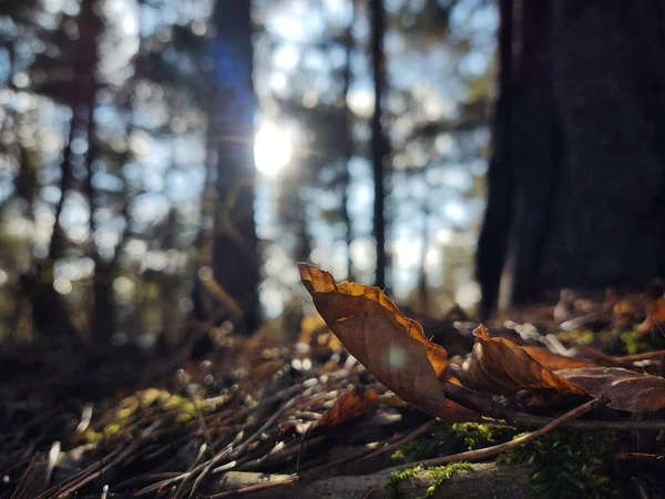 森に落ちた紅葉します — ストック写真