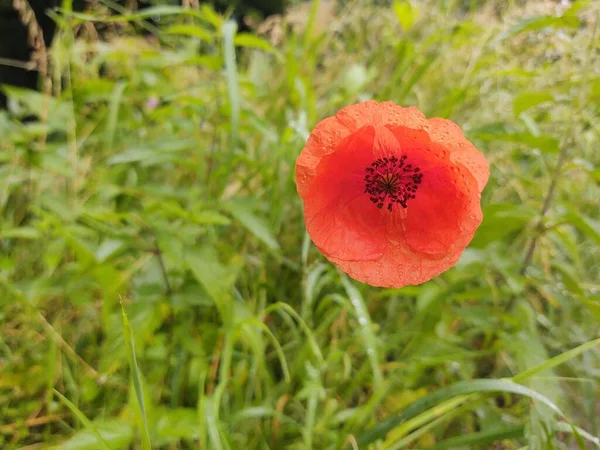 Vacker Röd Vallmo Blomma Trädgården — Stockfoto