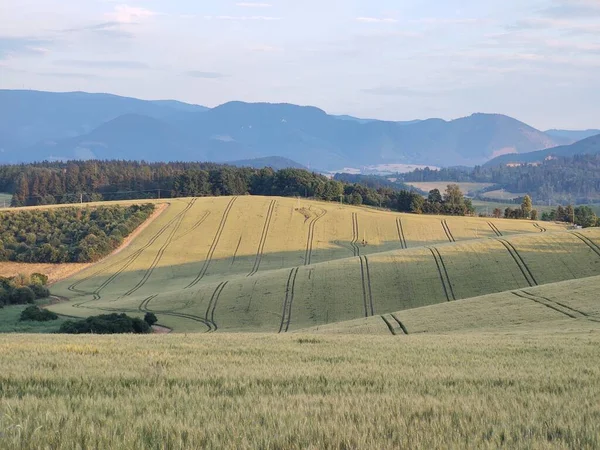 Luftaufnahme Des Feldes Der Weizenfelder — Stockfoto