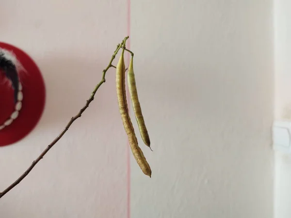 Pflanze Wächst Hause Auf Ästen — Stockfoto