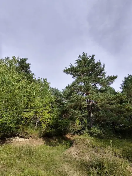 Hermoso Bosque Verde Día — Foto de Stock