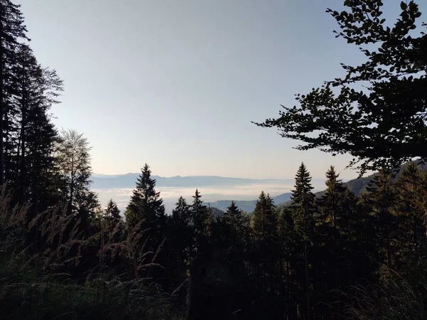 Vackra Bergslandskap Med Skog — Stockfoto