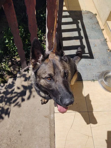 Perro Pastor Alemán Entre Escaleras Casa — Foto de Stock