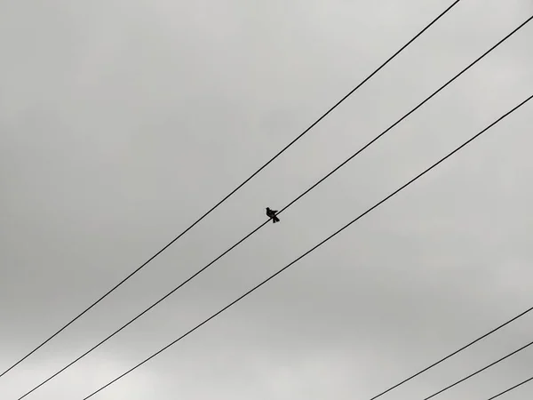 Uccello Seduto Linee Elettriche Sfondo Cielo Grigio — Foto Stock