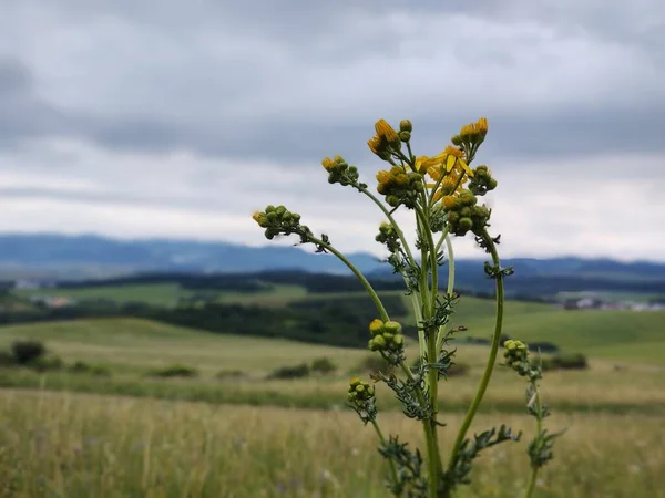 Gelbe Blumen Auf Dem Bergfeld — Stockfoto