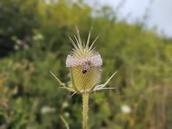 Пчела Растении Весенний Сезон — стоковое фото