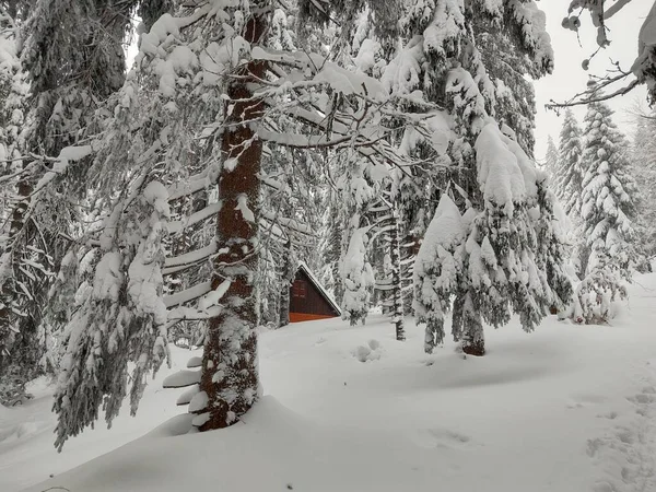 冬天美丽的雪地森林 — 图库照片
