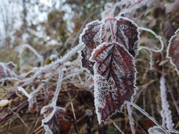 겨울의 아름다운 얼어붙은 나뭇잎 — 스톡 사진